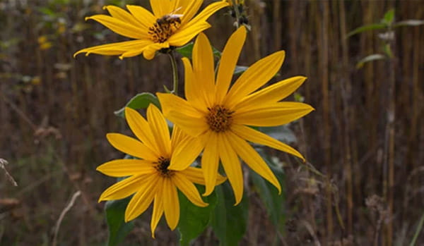 Wilcox Nursery