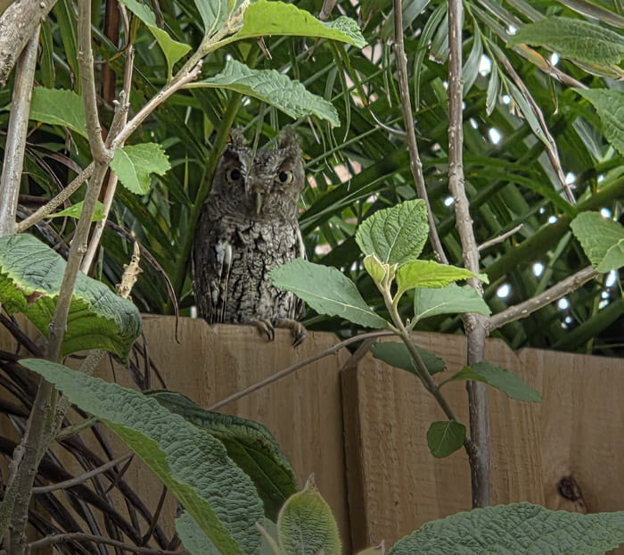Wildlife-friendly spaces