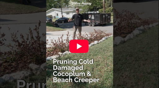 Florida-Friendly Landscaping Basics