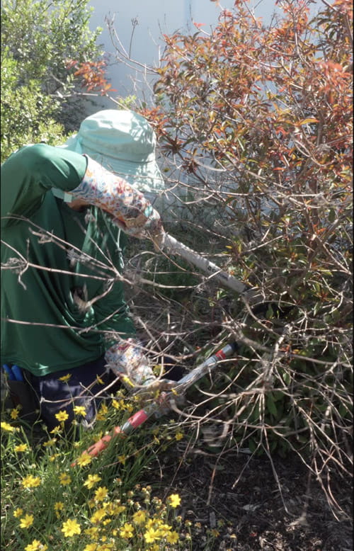 Landscape Maintenance