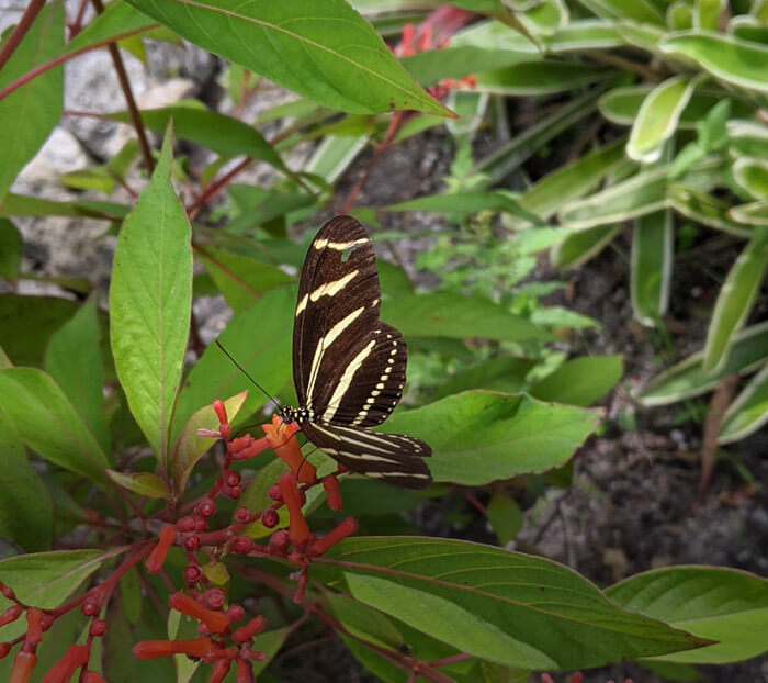 zebra longwing fire bush